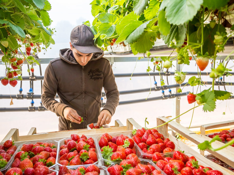 Reportage photo sur la cueillette des fraises
