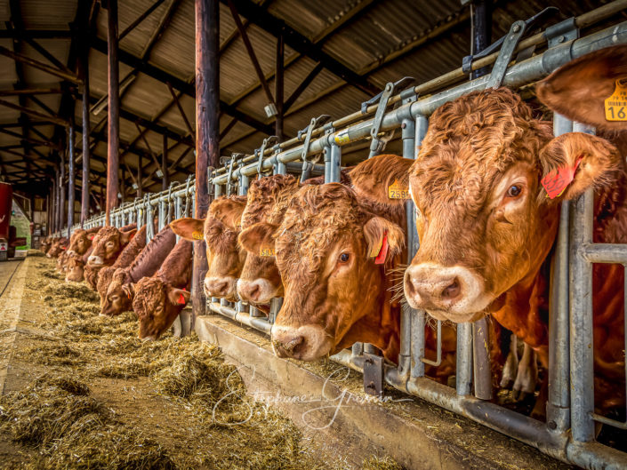 Photo reportage agricole et bovin sur l’élevage de vaches en étable de race limousine dans la région du Limousin.