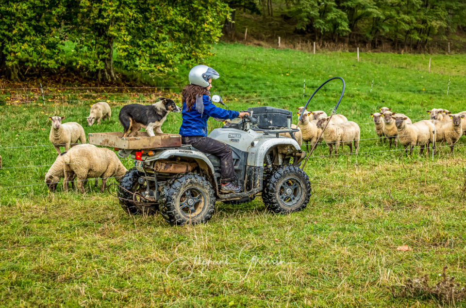 Reportage photo agricole : raconter l’histoire d’une ferme en images