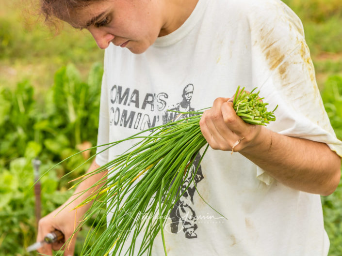 Photographs of the chive harvest in Gironde