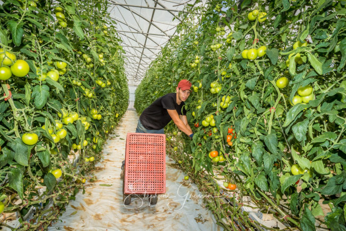 Reportage photo agricole de la récolte de tomates
