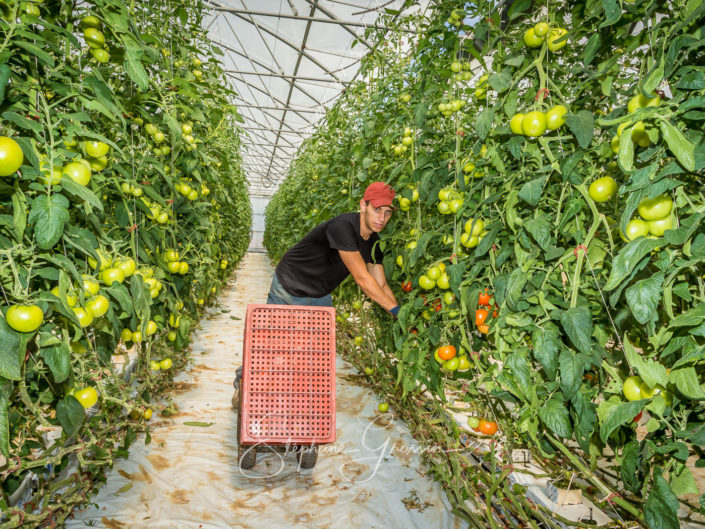 Reportage photo agricole de la récolte de tomates hors sol en serre en Gironde par des travailleurs saisonniers