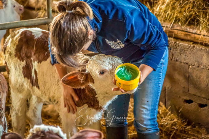 Élevage de vaches laitières dans le Jura
