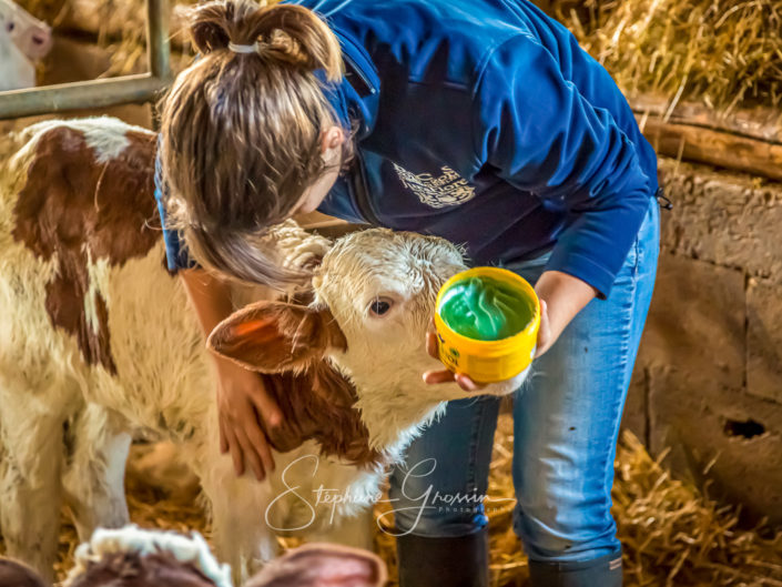 Reportage photo agricole professionnel sur un élevage de vaches laitières dans le Jura.