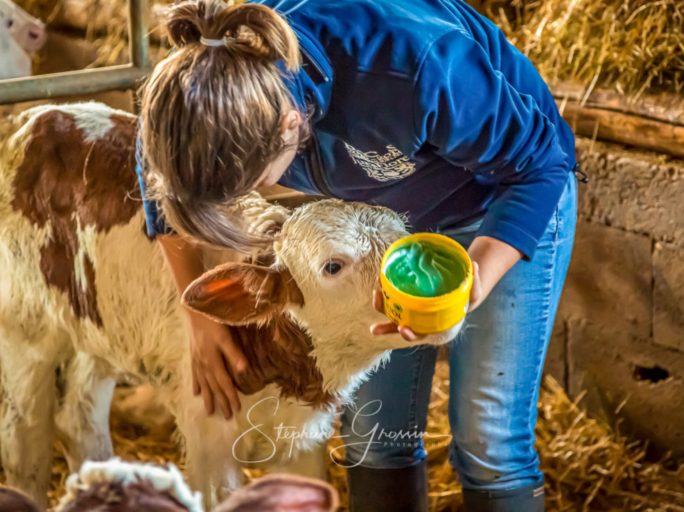 Élevage de vaches laitières dans le Jura