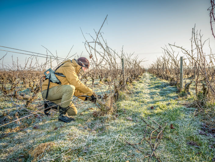Photographies de la taille de la vigne en hiver en Vendée, reportage photo sur la viticulture dans l’ouest de la France.