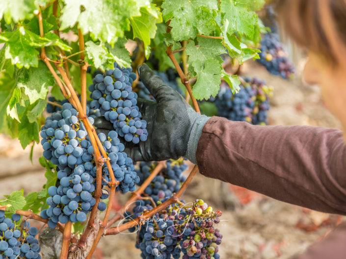 Reportage photo sur les activités d’un vigneron dans le Bordelais, photographies sur la viticulture et l’œnologie.