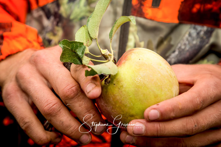 Cueillette et ramassage de pommes bio dans les Landes