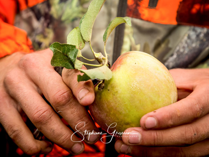 Reportage photo sur le ramassage et la cueillette de pommes bio à l’aide d’une plate-forme automotrice Harvery dans les Landes.