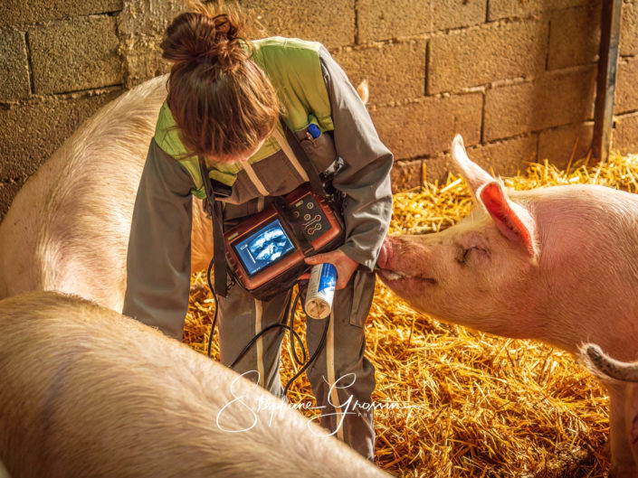 Reportage photo dans un élevage de porcs, dans la Sarthe, pour montrer les différentes activités du métier.