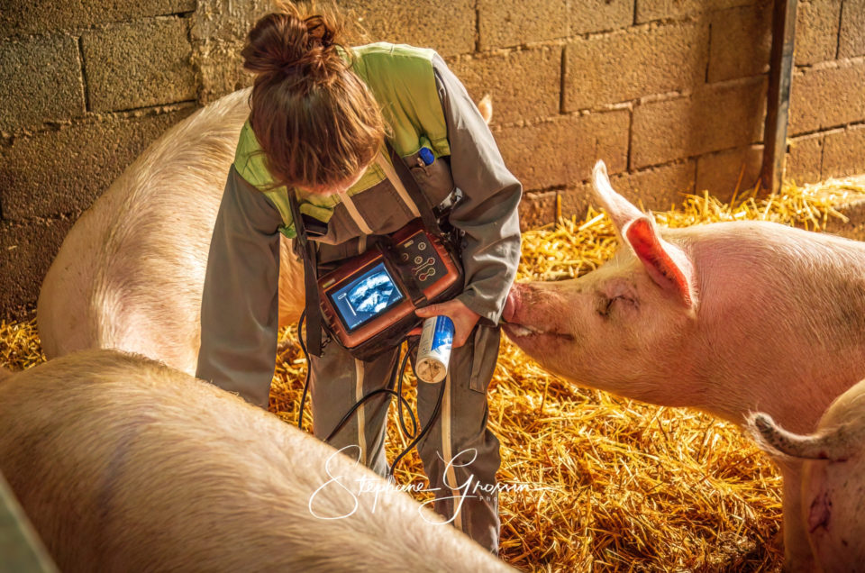 Promotion de votre exploitation agricole grâce à des visuels de qualité