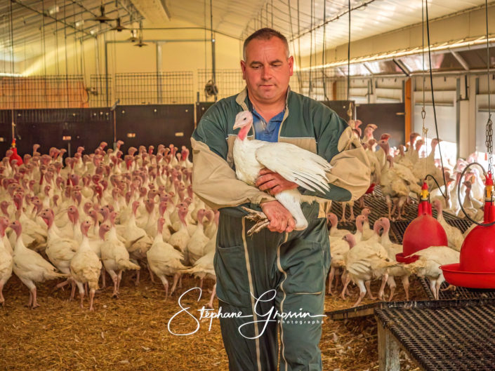 Reportage photo agricole dans un élevage de dindes dans la Sarthe, dans la région des poulets de Loué