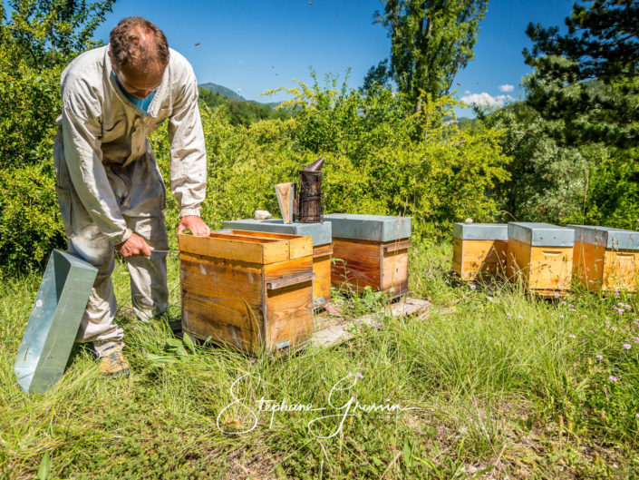 Photographe professionnel pour l’apiculture et production d’essaims dans la Drome, reportage photo apiculture