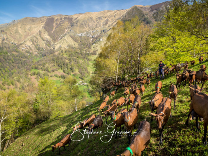 Photo reportage sur le pastoralisme caprin à Aydius dans la vallée d’Aspe dans les Pyrénées.