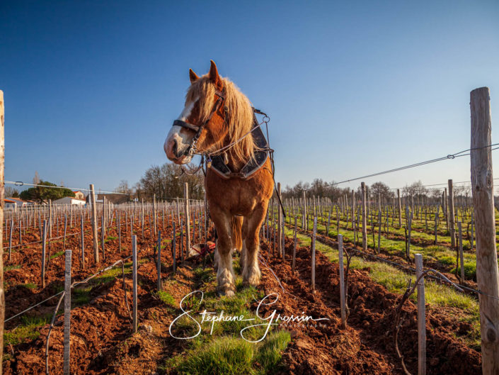 Reportage photo sur le travail de désherbage de la vigne avec un cheval pour une agriculture biologique et naturelle.