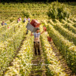 Photographe professionnel pour les vendanges en Champagne. Reportage photo sur les vendanges des vignes