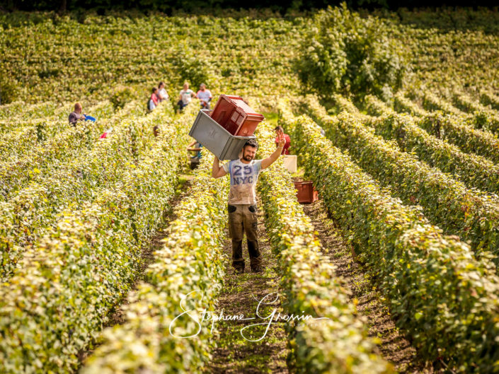 Professional photographer for the grape harvest in Champagne.