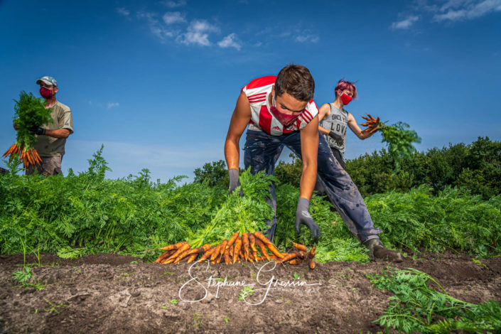 Photographies sur la récolte des carottes