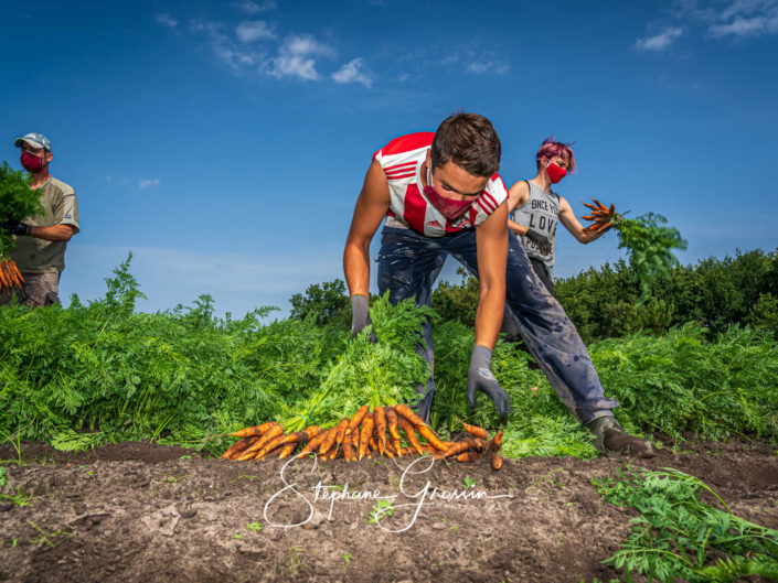 Reportage photo illustrant toute la réalité du travail nécessaire pour récolter des carottes poussant en pleine terre.