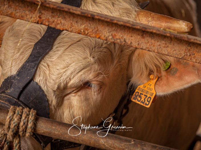 Reportage photo sur un élevage de vaches charolaises, cette exploitation fait de la reproduction de la race charolaise en Vendée.