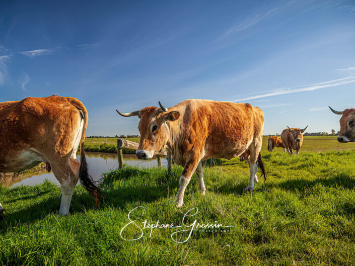 Série de photographies sur le travail dans une exploration agricole élevant des vaches maraîchines en Vendée