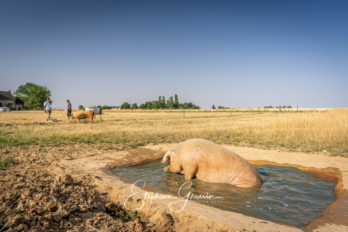 Reportage photo dans un élevage de porcs en plein air