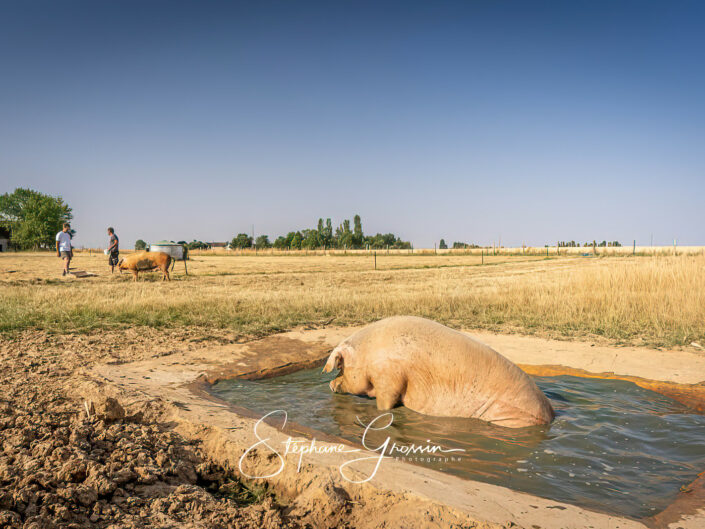Reportage photo dans un élevage de porcs en plein air