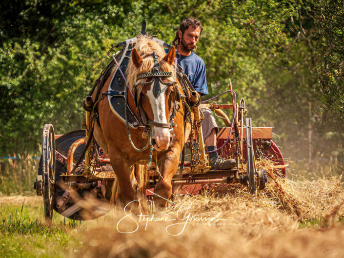 Photo reportage of hay using animal traction