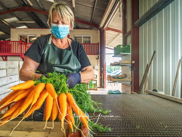 Photographie du conditionnement des carottes dans une exploitation de maraîchage dans les Landes