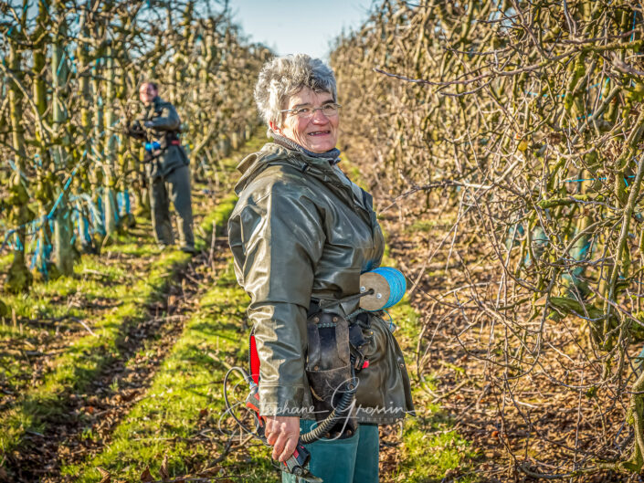Pruning apple trees at an apple grower