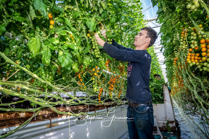 Reportage sur la cueillette des tomates en Bretagne
