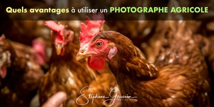 Les avantages de la photographie professionnelle pour les entreprises agricoles et comment cela peut les aider à se différencier de la concurrence.
