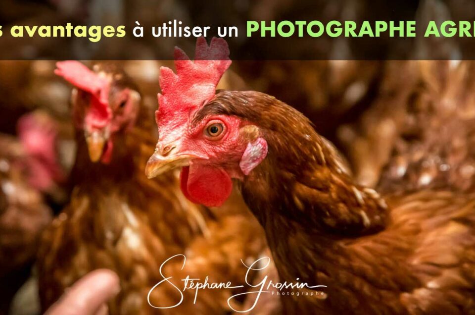 Les avantages de la photographie professionnelle pour les entreprises agricoles et comment cela peut les aider à se différencier de la concurrence.