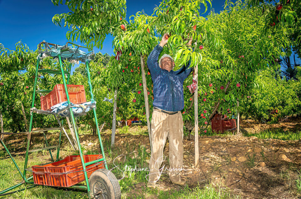 Storytelling visuel agriculture : créer une connexion avec vos clients