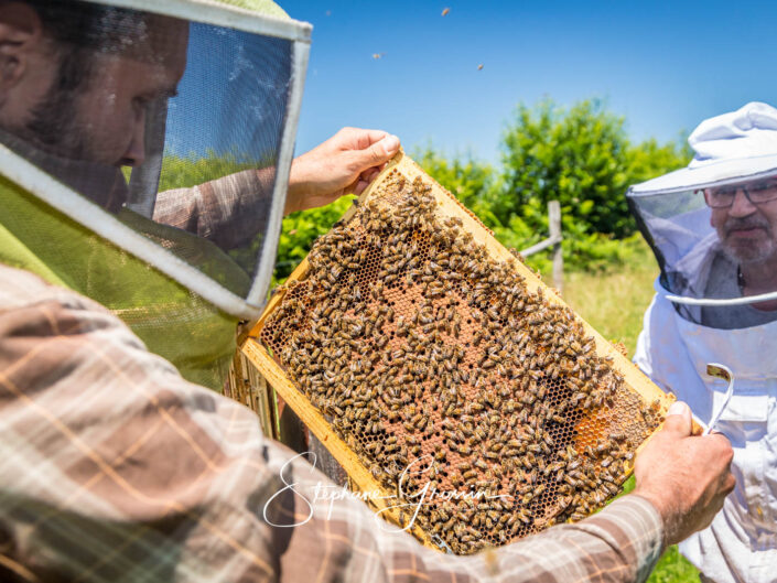 Réalisation d’un reportage photo sur l’activité d’un apiculteur qui récolte le miel de châtaigniers dans la région de Grenoble.