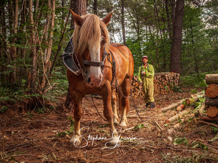 Reportage photographique sur le travail de débardage à l’aide d’un cheval dans un bois de châtaignier.