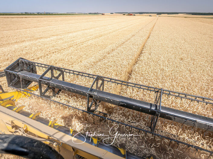 Reportage photographique qui illustre toute l’activité autour des moissons de céréales estivales dans la Beauce. Toutes les actions autour des véhicules dédiés à ce travail, comme les moissonneuses, les tracteurs qui suivent pour charger le blé dans leur remorque et plus encore.