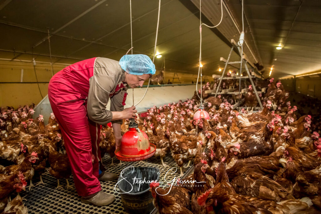 Photo report in a free-range laying chicken farm in Loué
